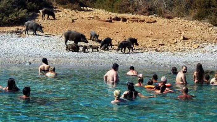 Bodrum'da domuzlar yine sahile indi