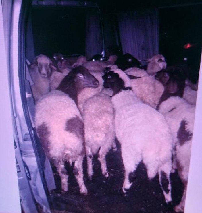 Minibüsle 18 koyun çalan hırsızlar serbest bırakıldı