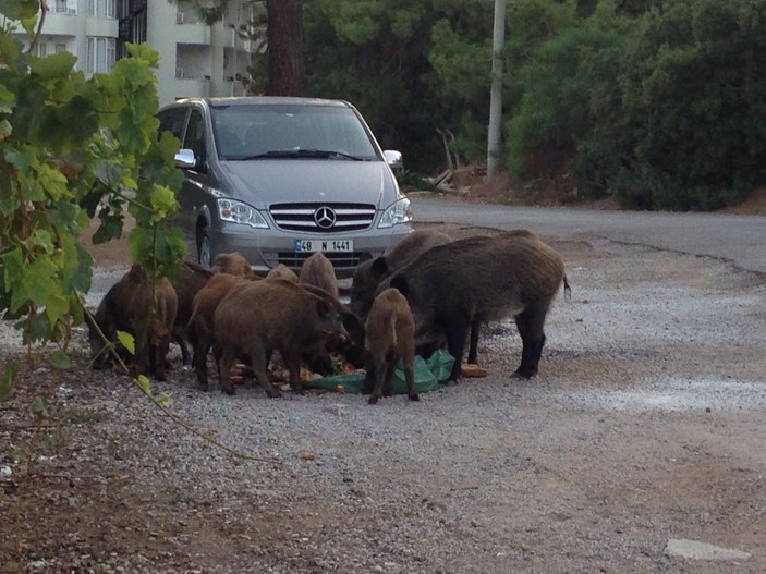 Marmaris’te aç kalan domuzlar şehre indi
