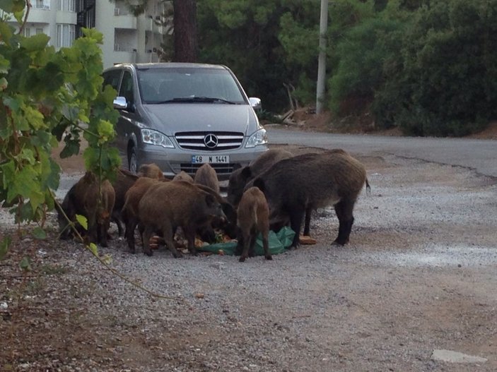 Marmaris'te aç kalan domuzlar şehre indi