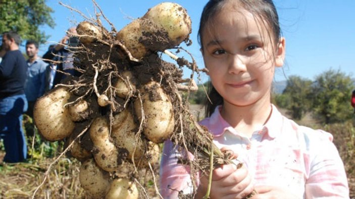 Türkiye'nin ilk beyaz patates hasadı yapıldı