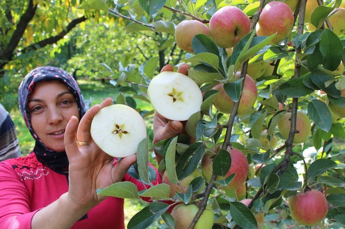 Amasya’da elma hasadı yüz güldürdü