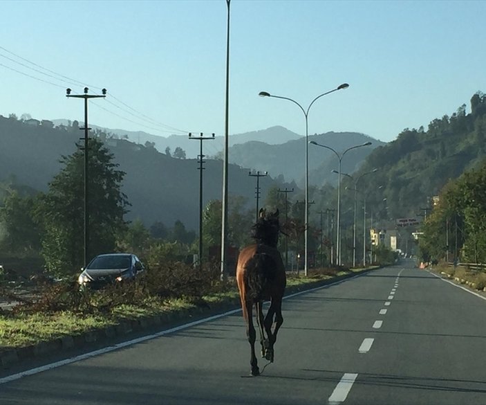 Rize'de atın özgürlük koşusu sürücülere zor anlar yaşattı