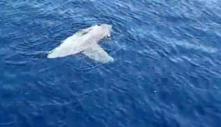 Marmaris’te yarım tonluk ay balığı görüldü
