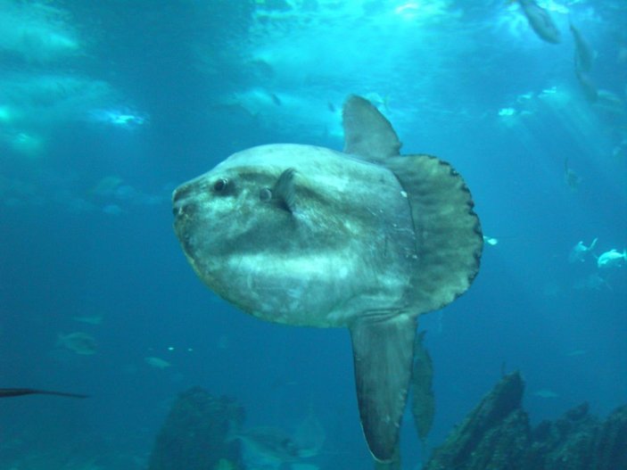 Marmaris’te yarım tonluk ay balığı görüldü