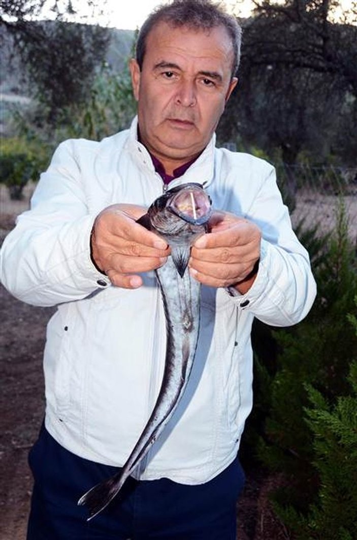 Bodrum'da balıkçıların oltasına vantuz balığı takıldı