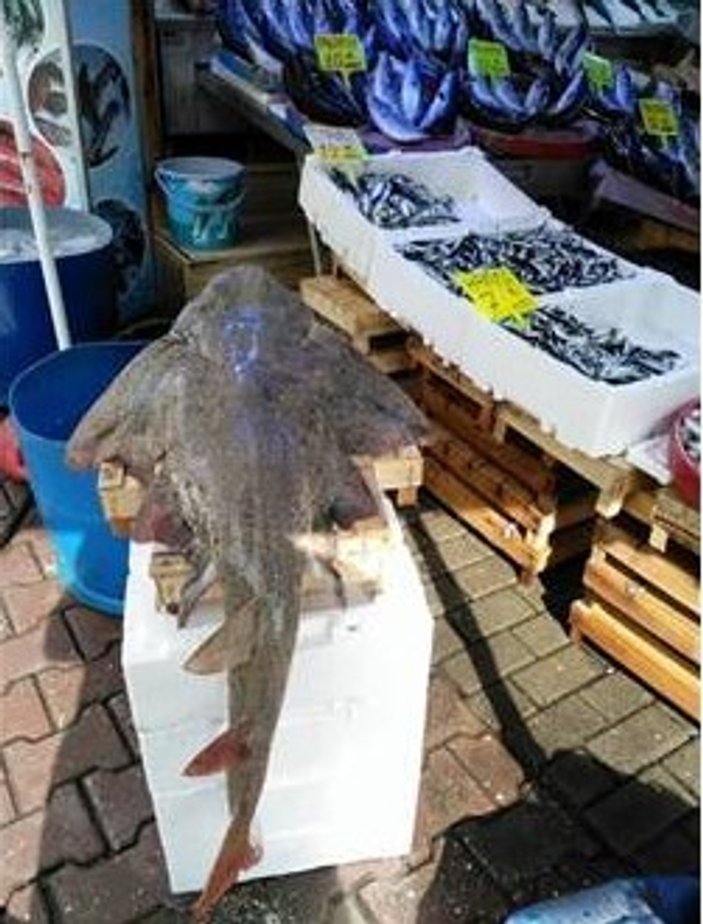 Marmara'da vatoz balığı yakalandı