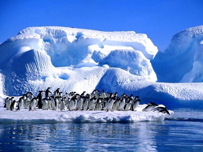 Antartika'da dünyanın en büyük deniz parkı oluşturuluyor