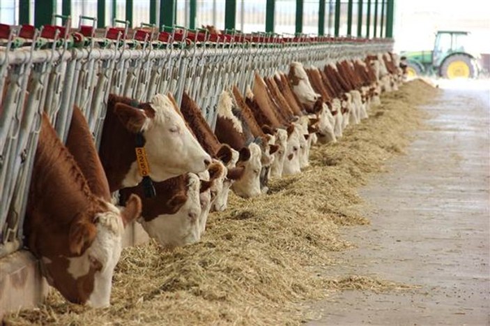ODTÜ'lü mühendislerin sığır çiftliği Avrupa'da birinci