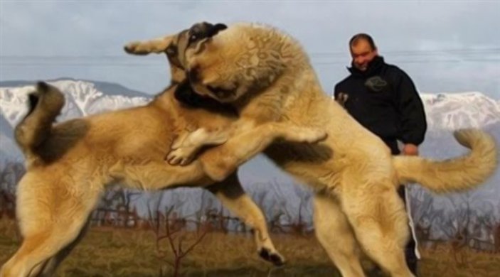 Kangal Süper Ligi altında köpek dövüşü vahşeti