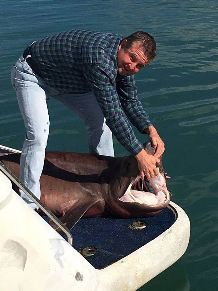 Manavgat'ta 14 köpek balığı yakalandı