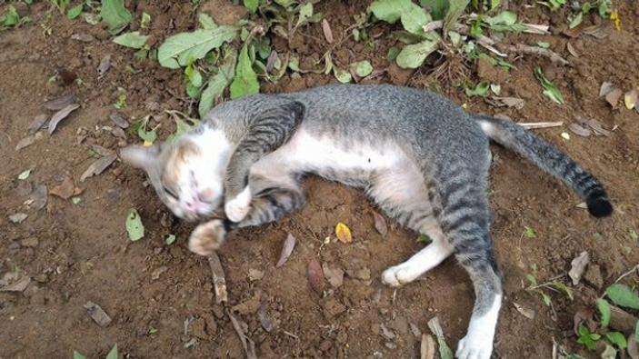 Vefakar kedi sahibinin mezarından ayrılmıyor