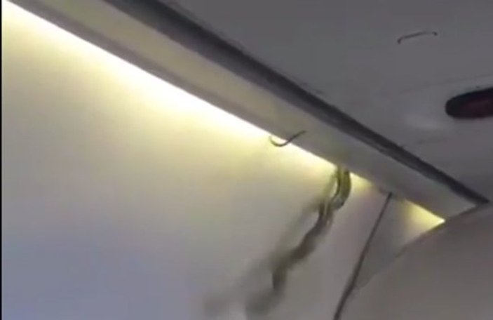 Meksika'da uçağın kabin bagajından yılan çıktı