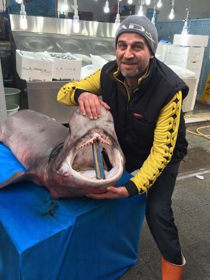 Kocaeli'de ağlara köpek balığı takıldı