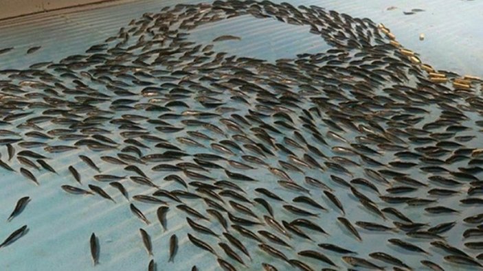 Japonya'da 5 bin balığı buz pistinde dondurdular