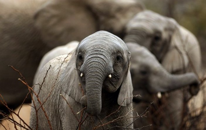 Afrika'da fil türleri tehlike altında