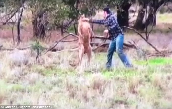 Köpeğini kurtarmak için kanguruyu yumrukladı
