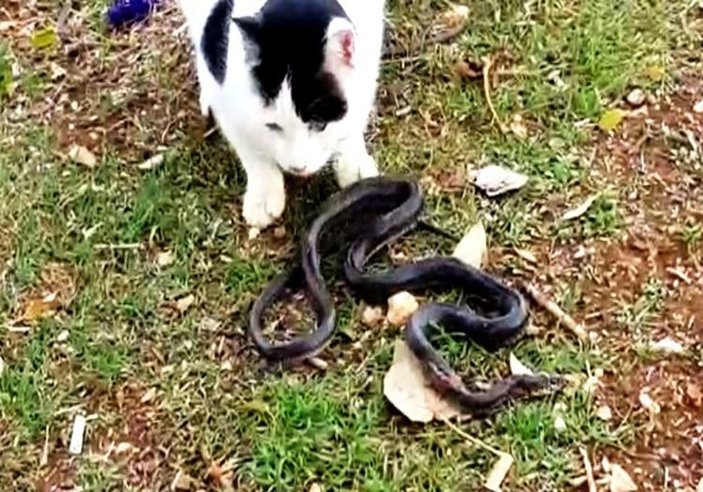 Kedilerin yılan kavgası İZLE