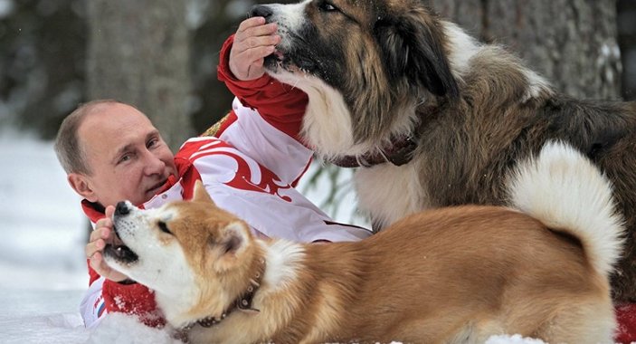 Japonlar Putin'e köpek hediye edecek
