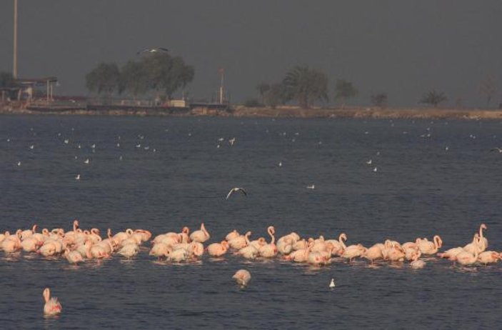 İzmir İnciraltı adeta flamingo cenneti
