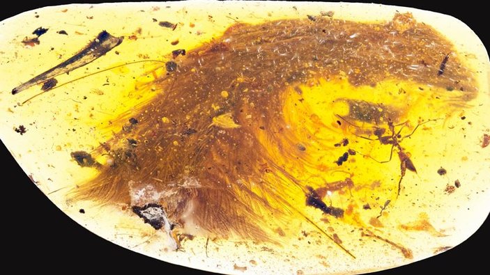 Kehribar taşında 99 milyon yıllık dinozor fosili