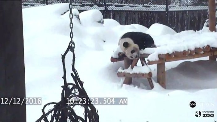Toronto'da pandanın kar keyfi