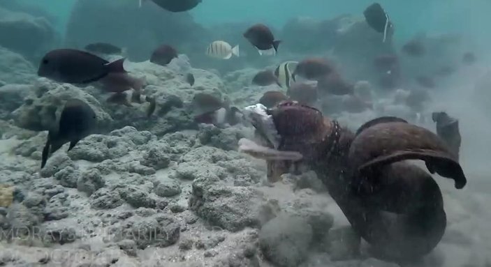 Ahtapot ve müren balığının kapışması kamerada