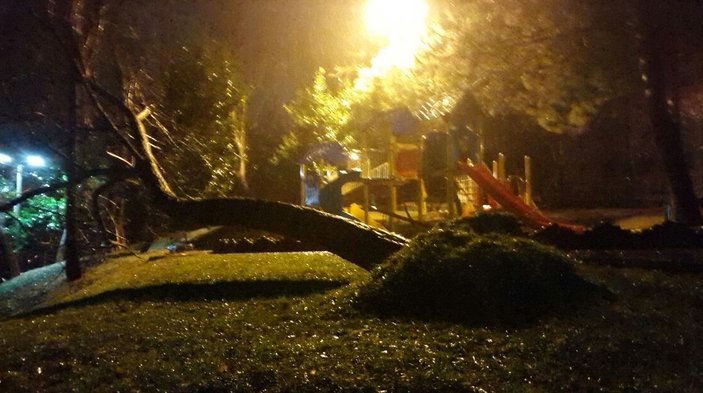 Sarıyer'de fırtına ağacı devirdi