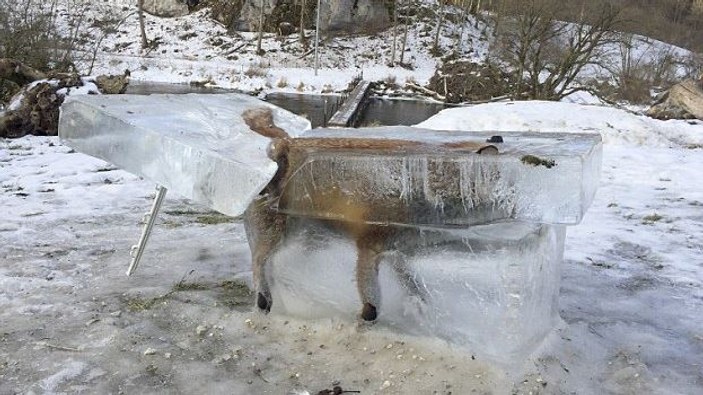 Almanya'da bir tilki donmuş halde bulundu