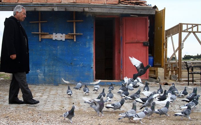 Adana'da güvercinler kepçeyle çalındı