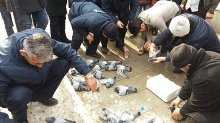 Kırıkkale'de yüzlerce güvercini zehirli yemle katlettiler