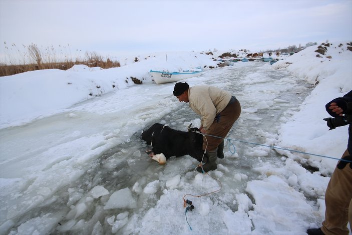 Beyşehir Gölü'ne düşen inek iplerle kurtarıldı
