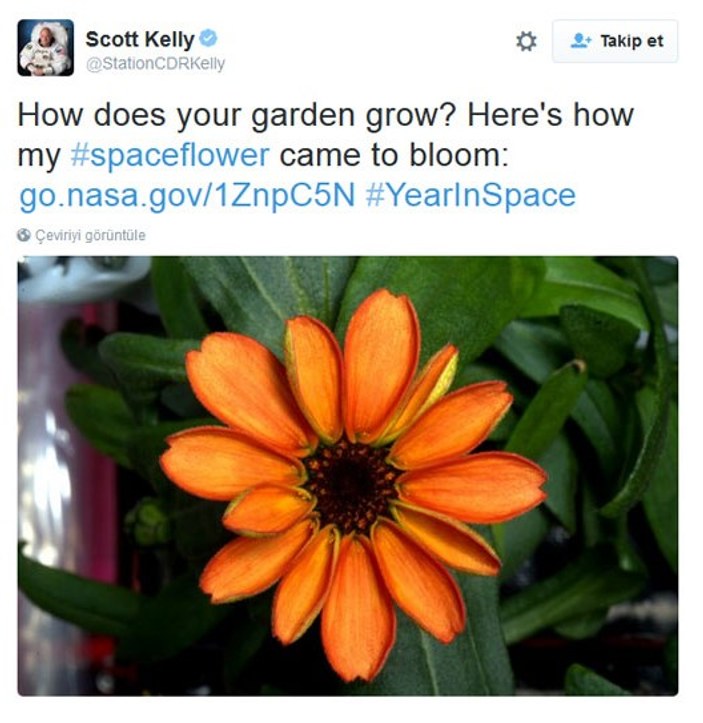 NASA uzayda çiçek yetiştirdi