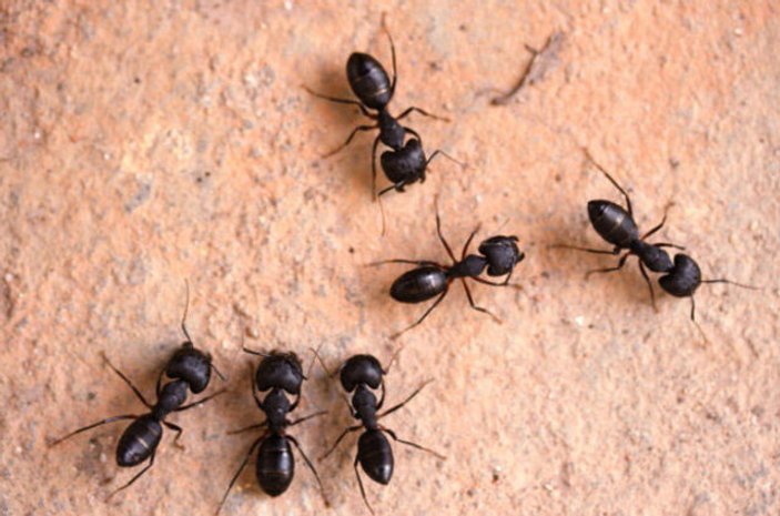 Karıncalar yön bulmak için görsel verileri kullanıyor