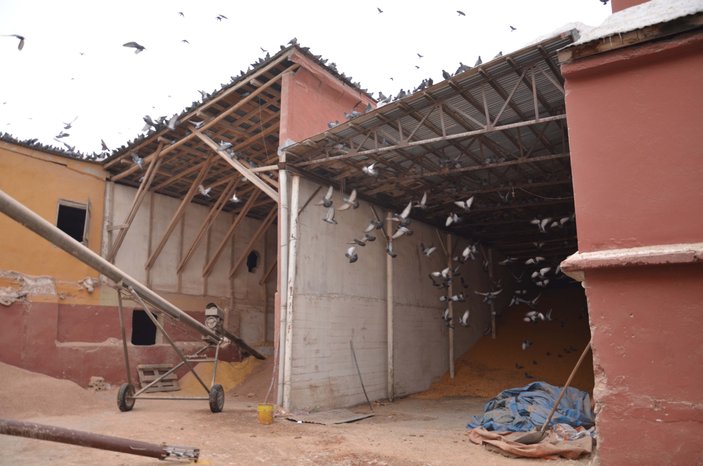 Aç kuşlar çareyi yem fabrikasına sığınmakta buldu