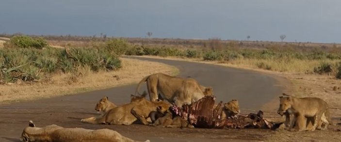 Yemek için dalaşan aslanlar