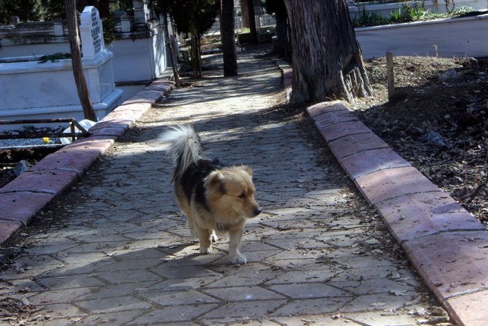 Köpek ölen sahibinin mezarına her gün gidiyor
