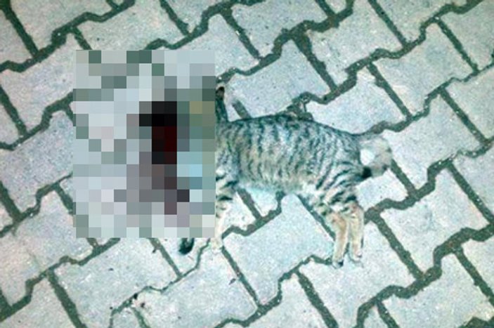 Tekirdağ'da iki kedi vahşice öldürüldü