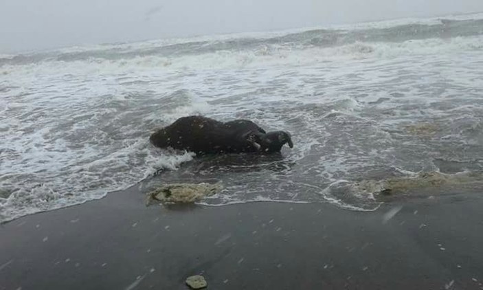 Kastamonu'da sahile ölü inek vurdu