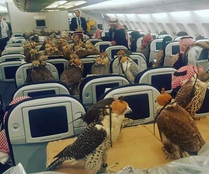 Suudi prensten şahinlere uçak bileti