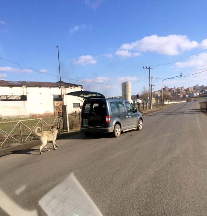Çorlu'da bir köpek arabaya iple bağlandı