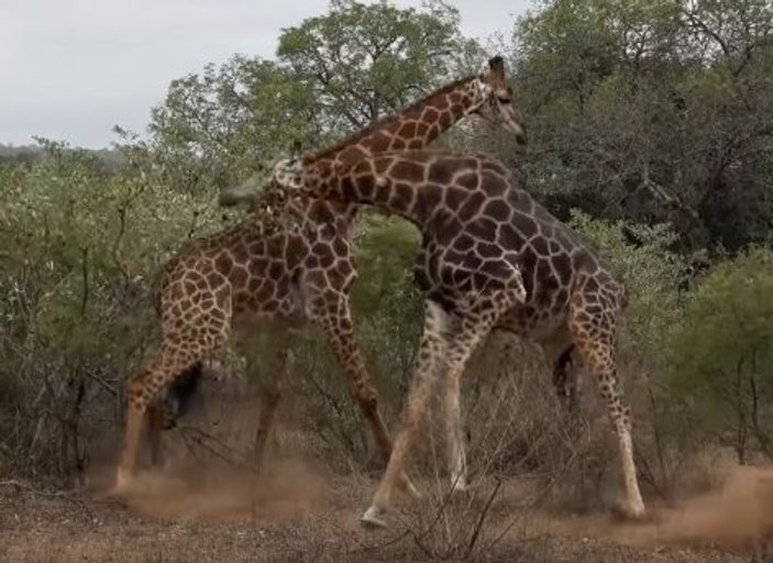 Dişi zürafa için kapışan erkek zürafalar