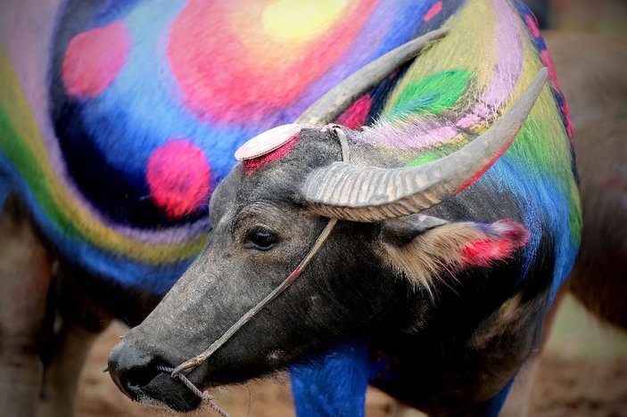 Vietnam'da bufalo boyama festivali