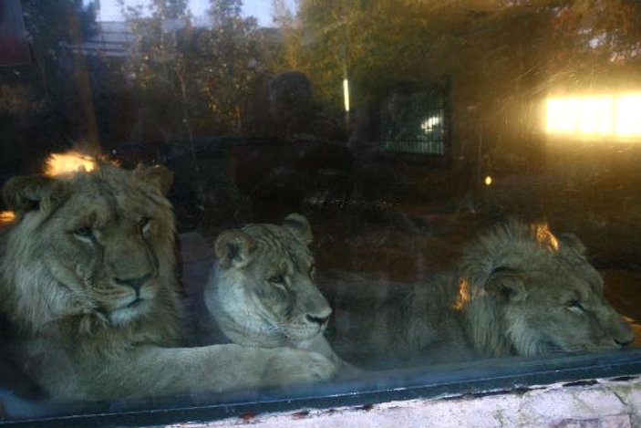 Üçüz aslanlar Antalya'da