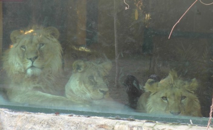Üçüz aslanlar Antalya'da
