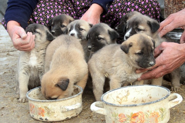 Yavru köpekler için 1 ton mama yollandı