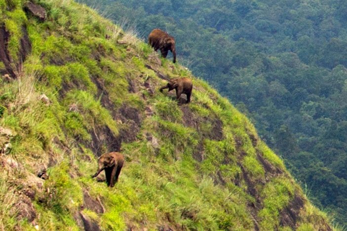 Hindistan'da otlamak için dağın zirvesine çıkan filler
