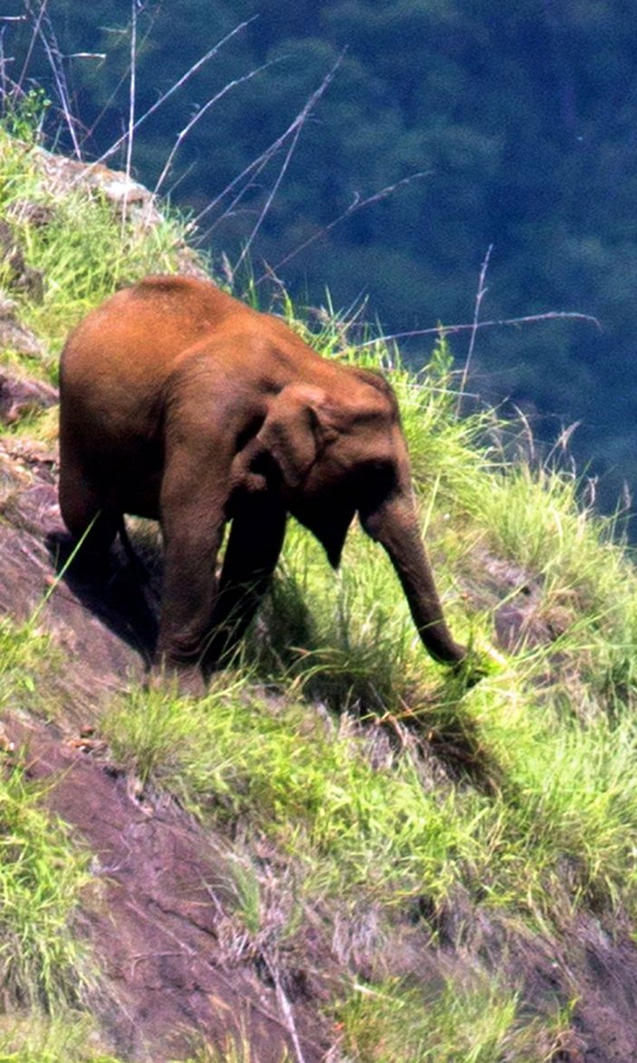 Hindistan'da otlamak için dağın zirvesine çıkan filler