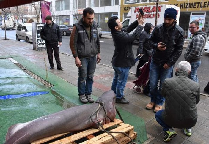 Tekirdağ'da 3 metrelik köpek balığı oltaya takıldı