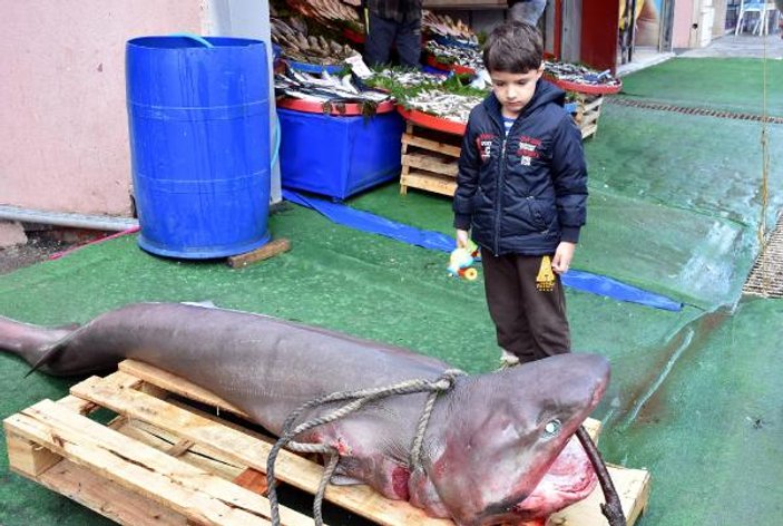 Tekirdağ'da 3 metrelik köpek balığı oltaya takıldı
